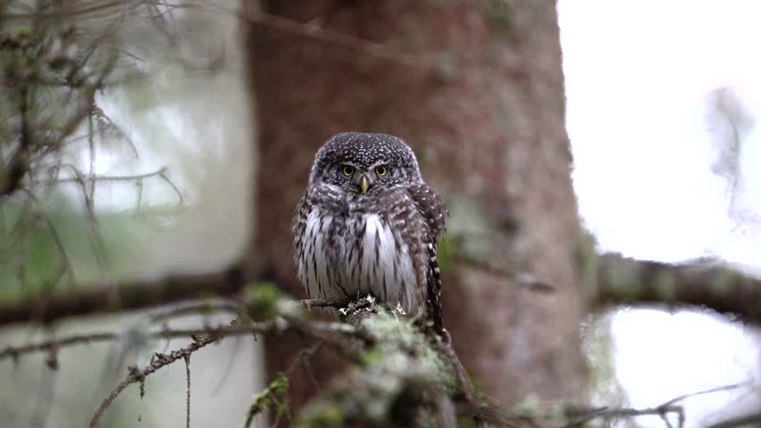 Eurasian pygmy owl (Glaucidium passerinum) in its natural environment