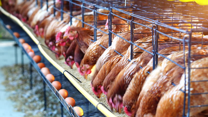 Laying hens in cages are eating commercial feed. (Chicken farm).