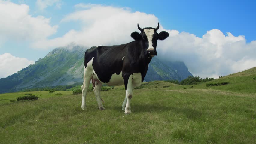 Black and white dairy cow grazing in a green mountain pasture with clouds and rocky peaks in the background, Switzerland.