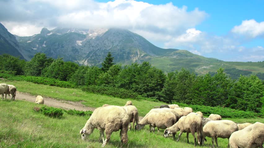 Sheep grazing on a green hillside meadow with clouds over rocky mountain peaks in the Swiss Alps, Switzerland.