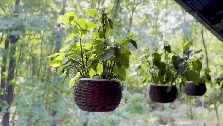 Touch-me-not plant in hanging planters decorates the veranda of a wooden house in the village. Swaying in the wind