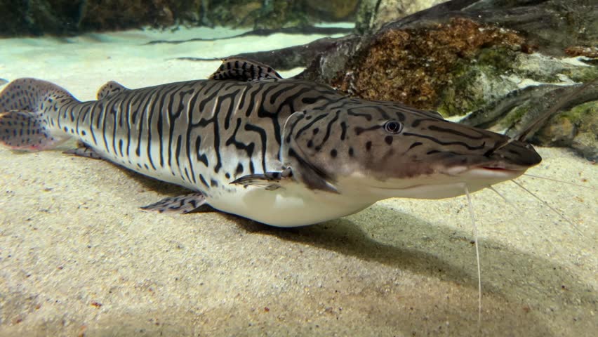 Tiger shovelnose catfish with distinctive dark stripes resting on the sandy bottom of an aquarium.