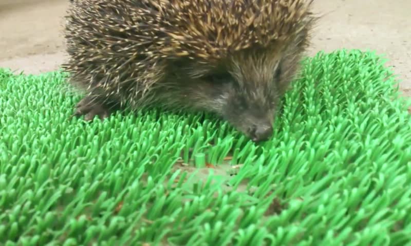 Curious hedgehog on a green doormat, close-up.