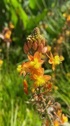 Bulbine frutescens, Wild kopieva or Stalked bulbine is a species of flowering plant native to southern Africa, 4K vertical video.
