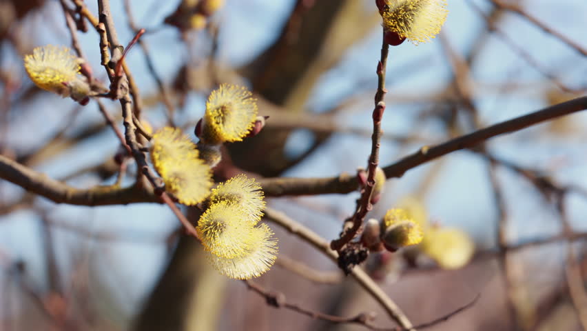 Close up of fluffy yellow willow catkins blooming on spring branch