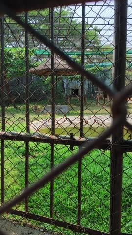 Tiger Resting Inside Enclosure Seen Through Iron Bars at Zoo