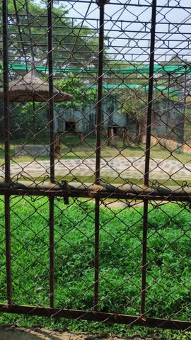 Tiger Resting Inside Enclosure Seen Through Iron Bars at Zoo