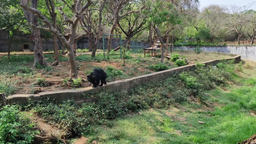 Black Bear Walking Inside Zoo Enclosure With Green Grass and Trees

