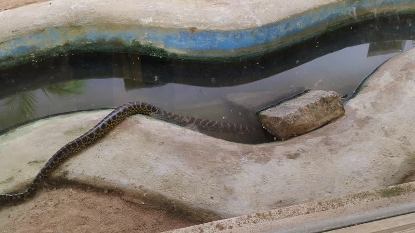 Yellow Anaconda Moving Along Zoo Enclosure Water Edge

