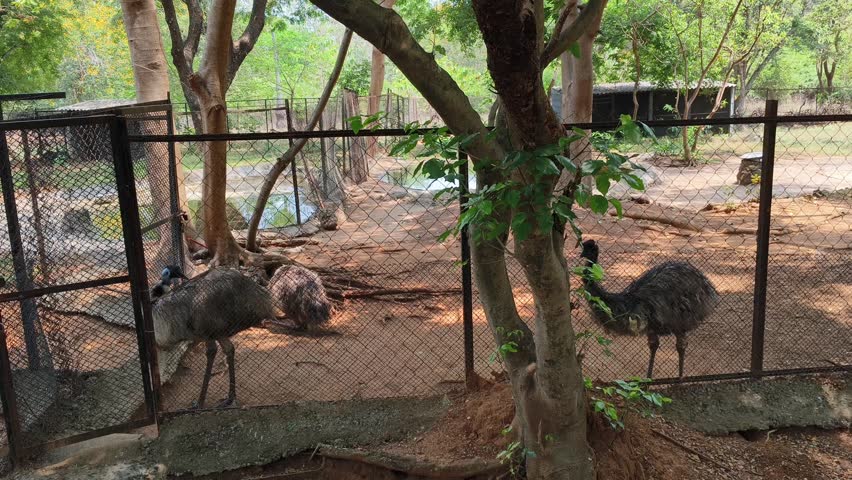 Emus in Outdoor Zoo Enclosure Behind Wire Fence