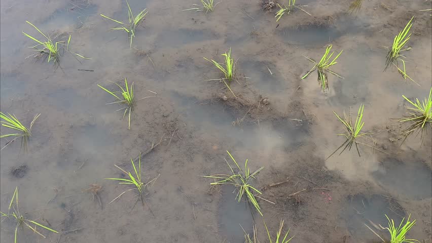Rice seeds in a rice field with a mountain background