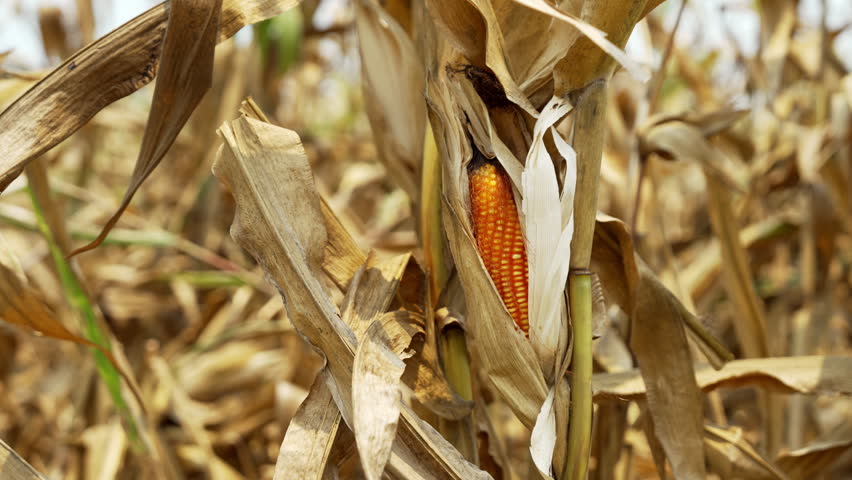 Ripe Ear of Corn Peeks Through Dry Husks in Sunlit Field, Showcasing Harvest Season Bounty and Agricultural Abundance