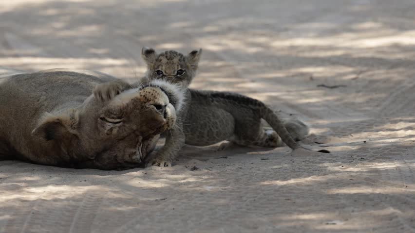  A tiny lion cub playing with the lioness