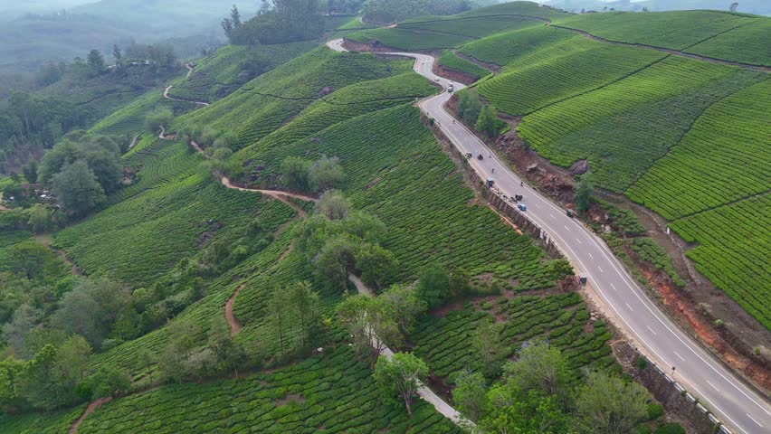 Aerial drone view of lush green tea plantations in Munnar, Kerala, India, showcasing rolling hills covered with neatly patterned tea gardens under soft natural light. Cinematic landscape featuring misty mountains, winding plantation paths, and scenic South Indian highland beauty. Ideal for travel, tourism, nature, agriculture, and eco-friendly themes.