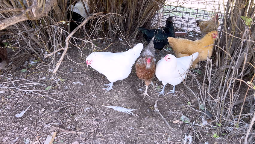 A group of farm chickens walks and pecks at the ground beneath dense brush. The scene is shaded with soft daylight and earthy textures of dirt and leaves.
