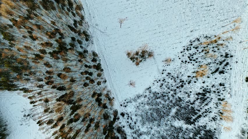 Winter landscape with snow-covered ground and scattered tree aerial top down view