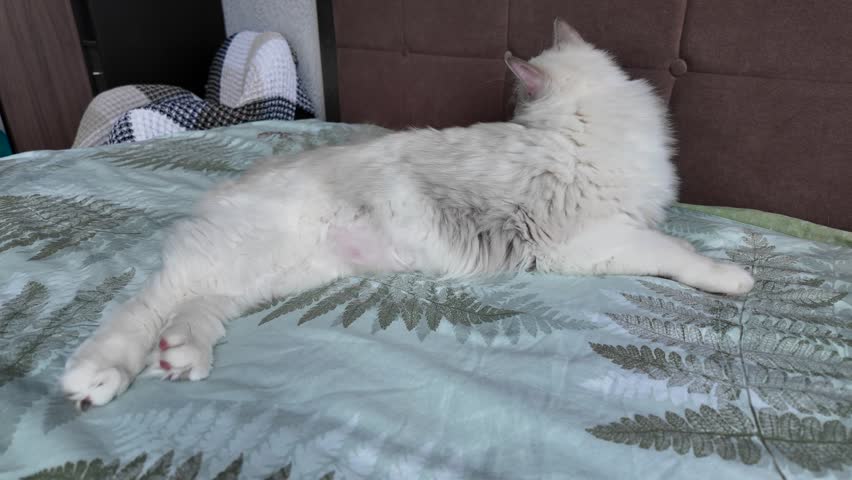 A Ragdoll kitten rests on a bed in a cozy setting