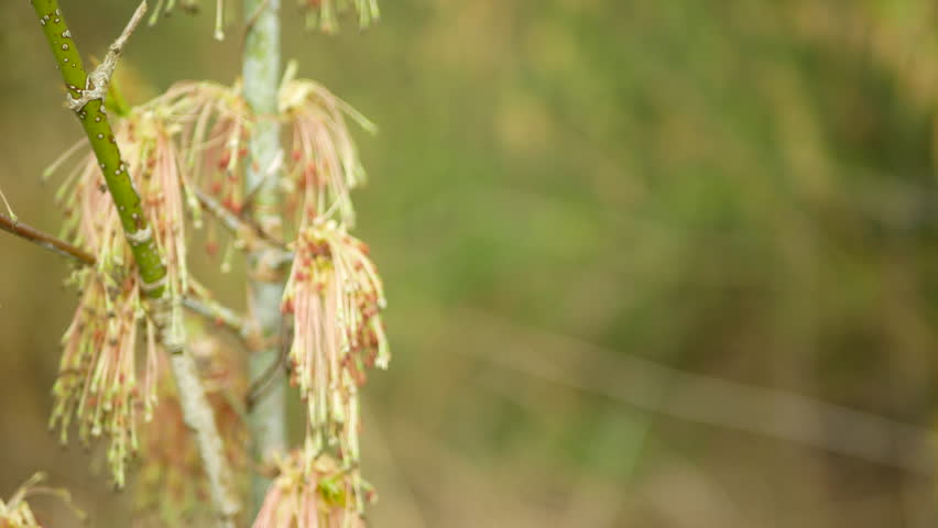 Hanging inflorescences box elder boxelder maple tree acer negundo earrings wind pollinated dangling blooming male flowering bear clusters of pollen fresh manitoba ash-leaved red river deciduous spring close-up photo. Fast growing fairly shoots green whitish to pink or violet waxy coating. Ornamental provides essential food and shelter for various wildlife species. Contains hypoglycin toxin to horses but not in human.