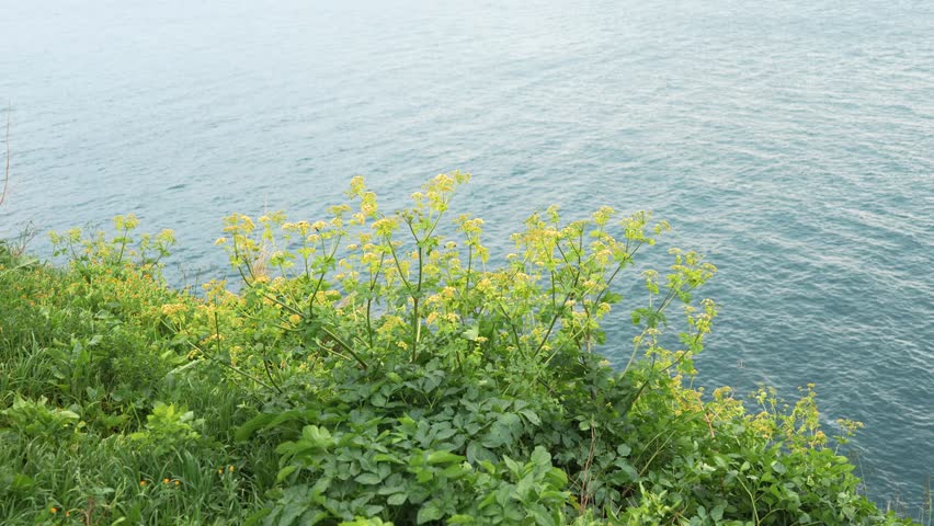 Coastal landscape featuring yellow wildflowers on a cliff edge with ocean views.