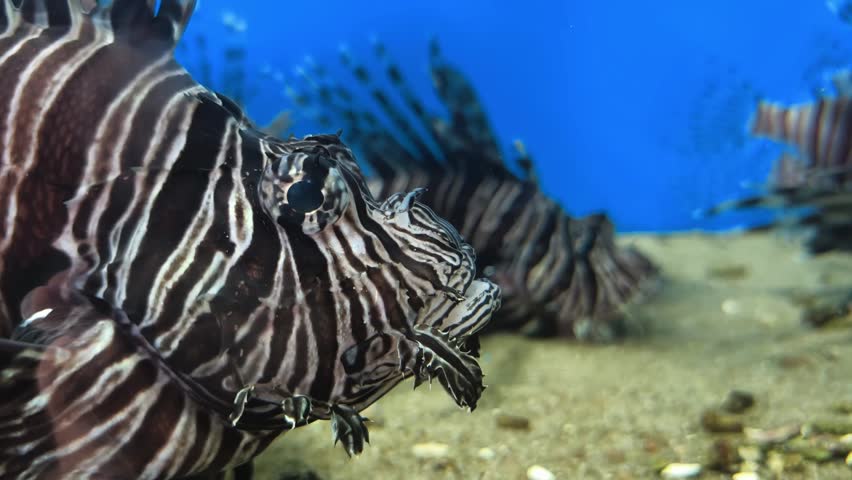 Lionfish swimming in an aquarium with coral and rocks in the background