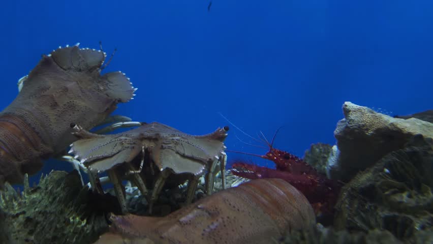 horseshoe crab moving slowly along sandy bottom in aquarium showing shell texture and long tail