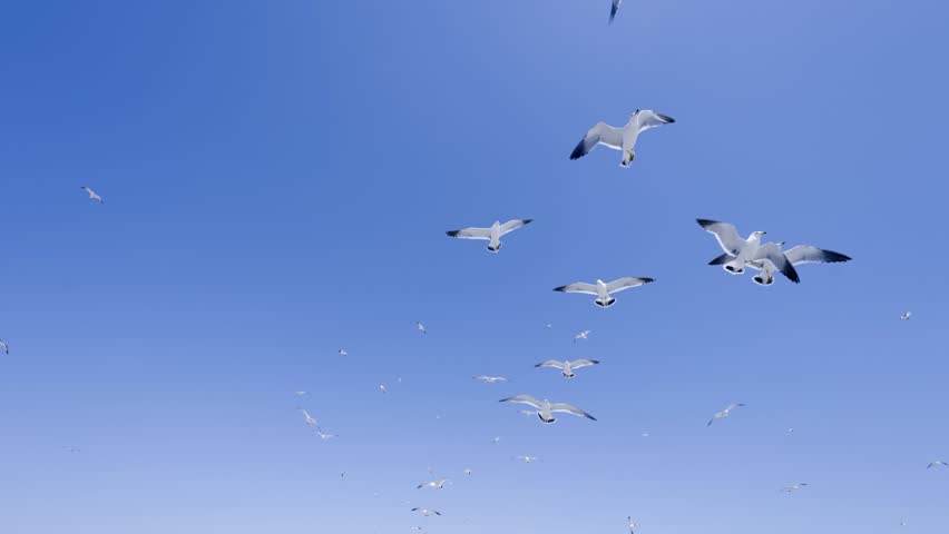 Flock of Seagulls Soaring and Spreading Wings Against a Clear Blue Sky