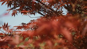 Red Maple Leaves Floating in Autumn Wind Against a Scenic Landscape - Powered by Shutterstock - Get 15% off with code: PIKWIZARD15