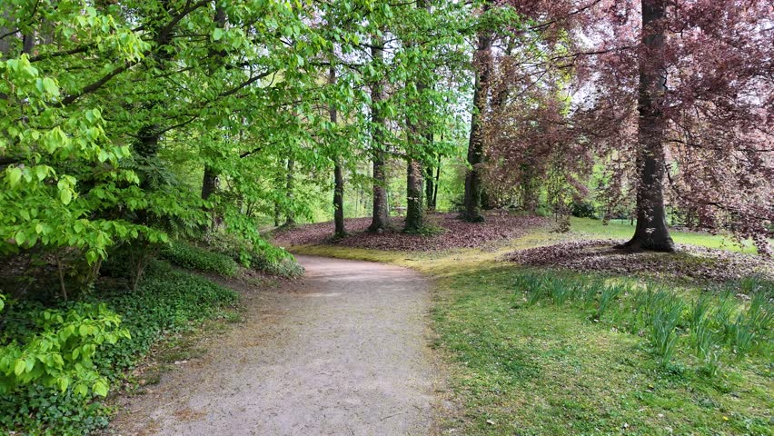 Peaceful Forest Trail Through Lush Green Woods – Scenic Nature Path