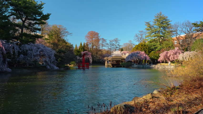 Wide view of Japanese garden pond with blooming sakura trees. Landscape of a pond with red torii gate, traditional pavilion and pink weeping cherry blossoms under blue sky.