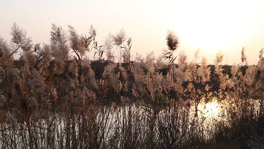 Sunset Reeds Natural Landscape Beautiful Real Shot