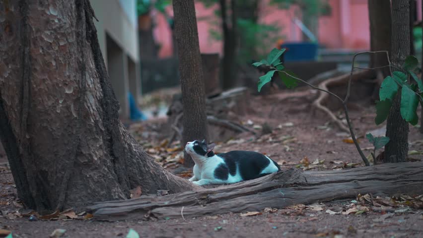 Cat hunting bird near tree in natural outdoor environment, Feline predator stalking prey with alert posture in forest ground setting 4k