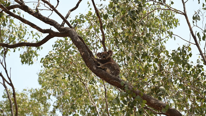 A koala resting in a eucalyptus tree beside a quiet gravel road in Queensland, Australia, surrounded by natural bushland in soft daylight, capturing a peaceful wildlife moment.