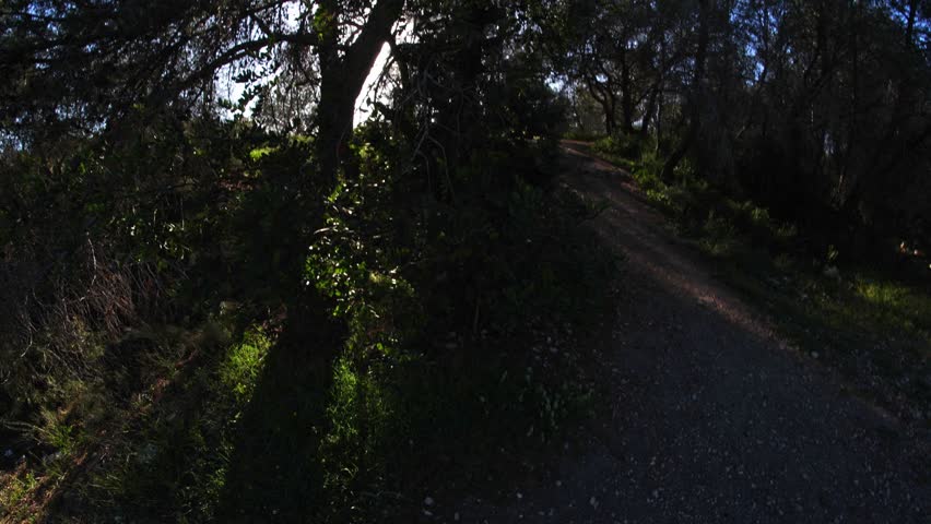 A peaceful dirt trail curves through a thicket of pine trees with sunlight filtering through the canopy onto the forest floor.