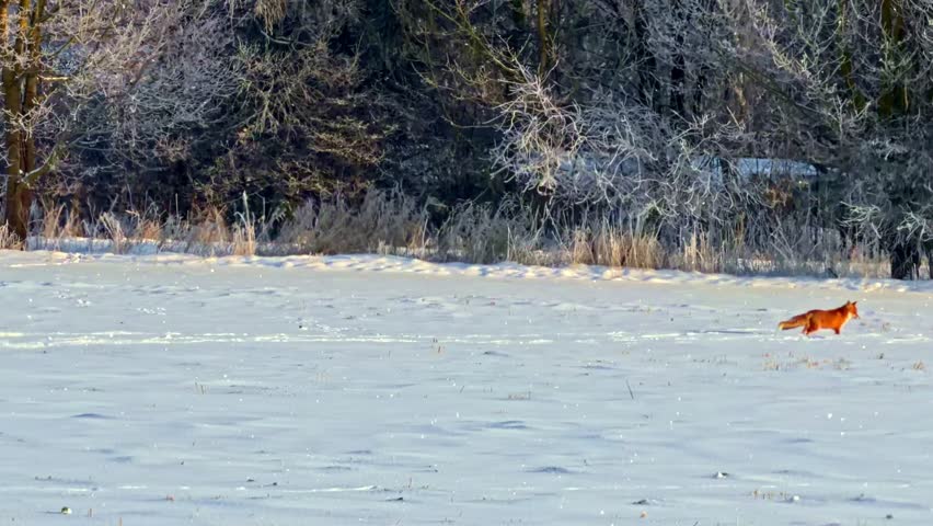 Red fox running across snowy field near forest edge in winter wildlife