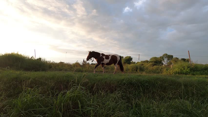Piebald horse standing in a green field at sunset with a beautiful cloudy sky background.