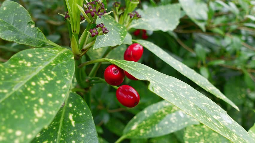 Red berries of spotted laurel plant close up