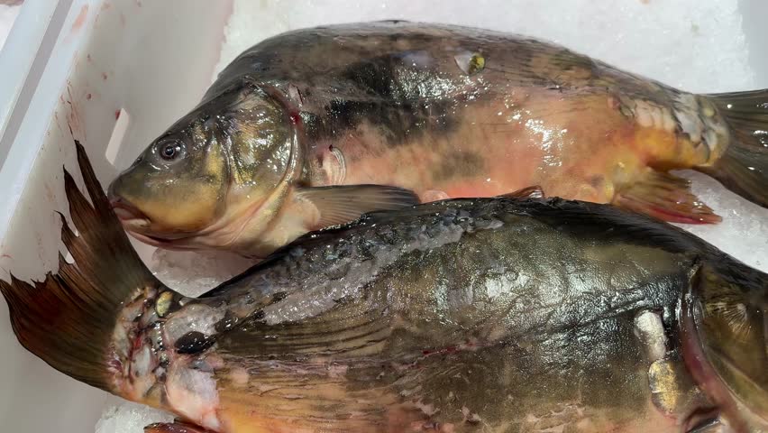 Two Fresh Common Carp on Ice Display