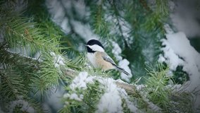 Black-capped Chickadee Perched on Snowy Pine Branch - Powered by Shutterstock - Get 15% off with code: PIKWIZARD15