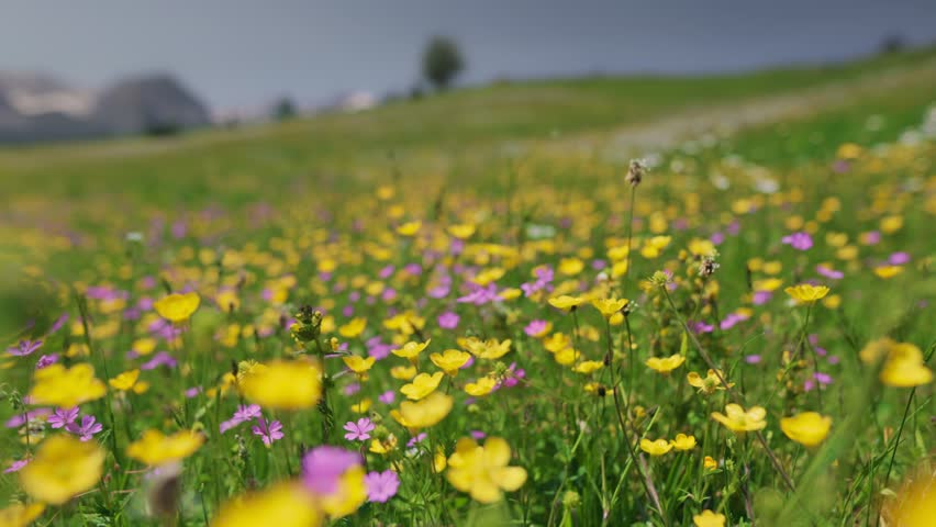 Yellow and purple wildflowers bloom in a green alpine meadow. Ground level tracking shot reveals blooming spring plants covering the mountain valley