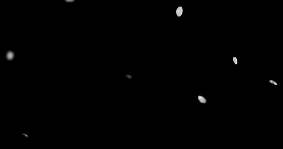 Super slow motion of white flower petals floating and falling on black background. Delicate particles drifting in the air create a soft, elegant and dreamy atmosphere.