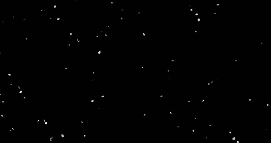 Super slow motion of white flower petals floating and falling on black background. Delicate particles drifting in the air create a soft, elegant and dreamy atmosphere.