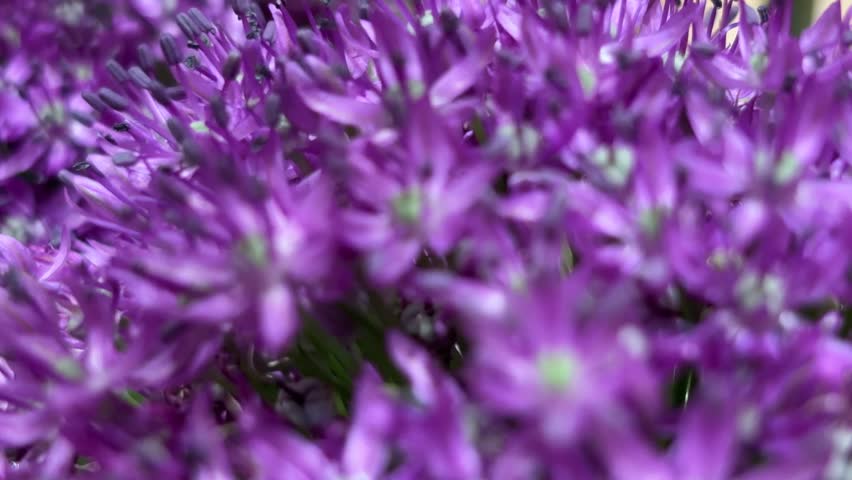 Macro Vibrant Purple Wildflowers Push In