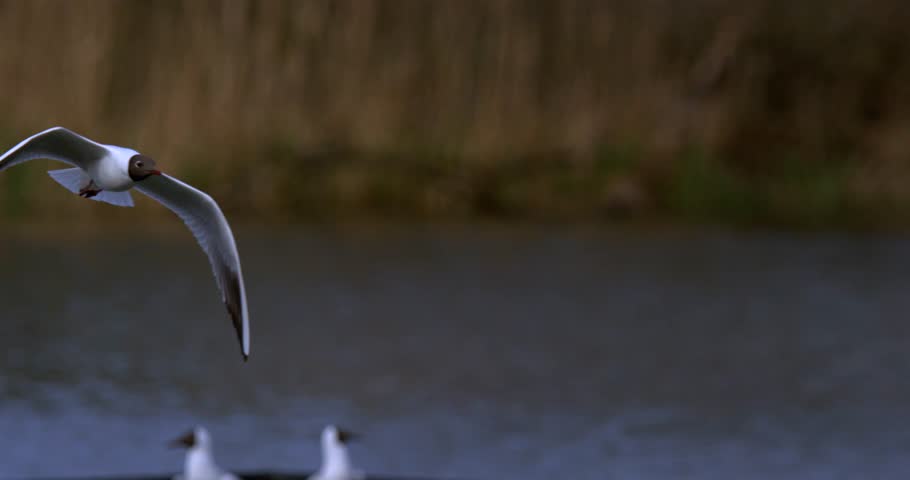 Gull Flying Low Over Lake Water In Super Slow Motion, Wings Extended In Smooth