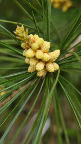 white pine, is flowering in spring. grasshopper on white pine flowers.pinus tree,eastern white pine,pinus strobus.