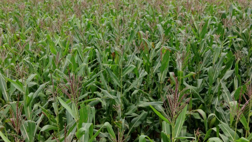A vast agricultural landscape showcasing rows of mature corn plants stretching towards the horizon with rolling hills in the background