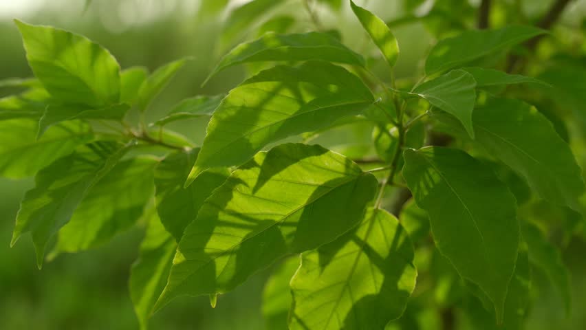 A close-up photograph showcasing the intricate details and vibrant texture of fresh green foliage. The leaves are softly backlit by the gentle rays of the golden hour creating a serene and natural atmosphere perfect for environmental or wellness-themed projects.