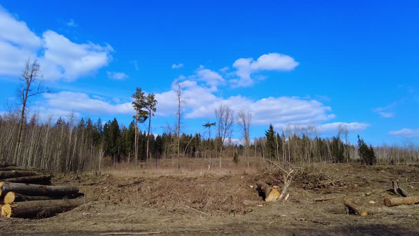 A drone flies over a forest area where trees have been cut down. Logs are stacked on the ground. The sky is clear with few clouds, and it is daytime.