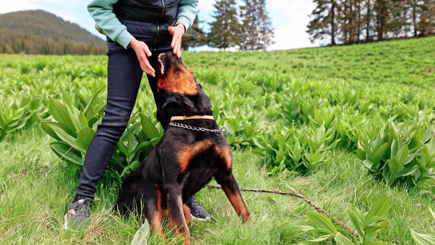Girl is playing with dog-Rottweiler in grassy green meadow against the backdrop of trees and hills
