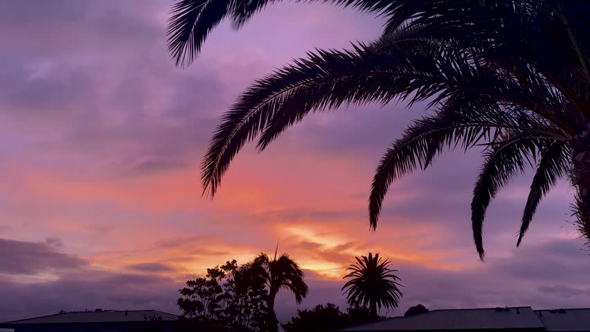 Vibrant sunset sky over a residential neighborhood in New Zealand, featuring silhouetted palm trees against dramatic pink, orange, and deep blue clouds. The glowing horizon contrasts with darkened rooftops and tropical foliage, creating a striking and atmospheric evening scene.