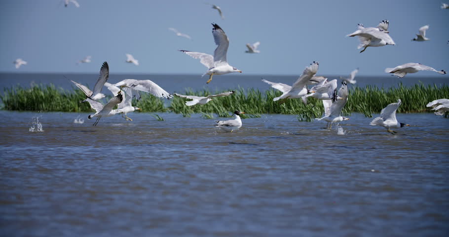 Seagulls flying over river water near reeds